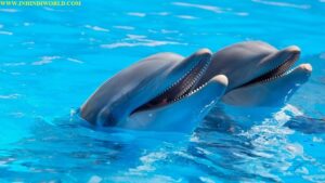 डॉल्फिन मछली की जानकारी | Dolphin Information in Hindi