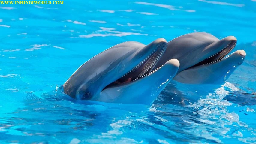 डॉल्फिन मछली की जानकारी | Dolphin Information in Hindi