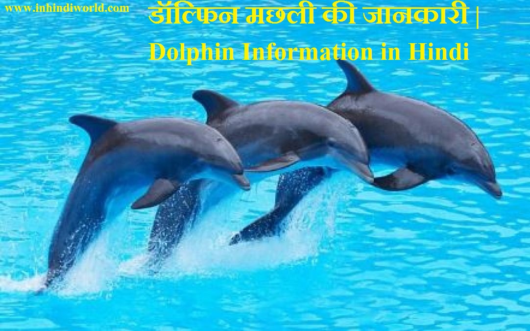 डॉल्फिन मछली की जानकारी | Dolphin Information in Hindi