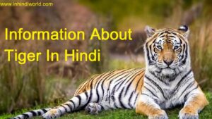 Information About Tiger In Hindi