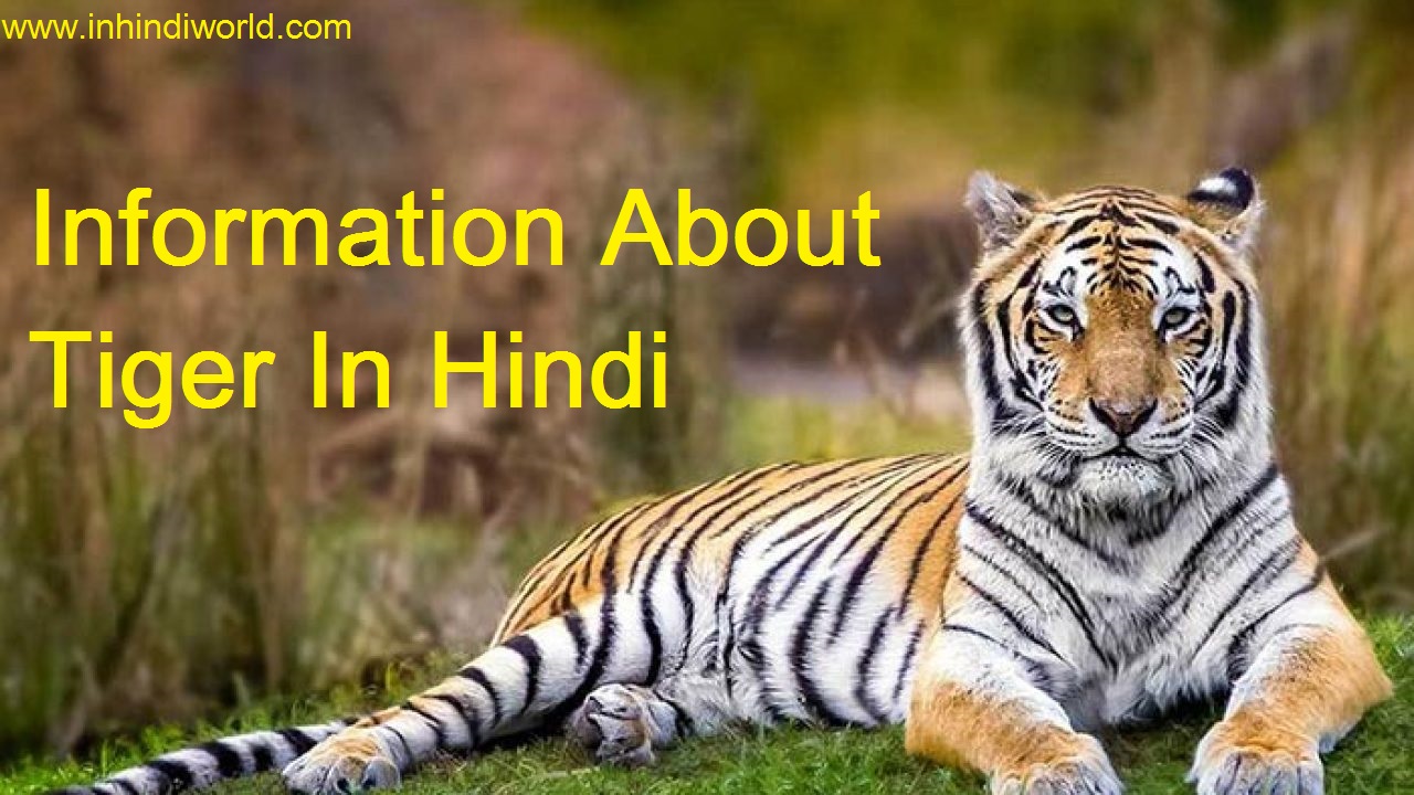 Information About Tiger In Hindi 