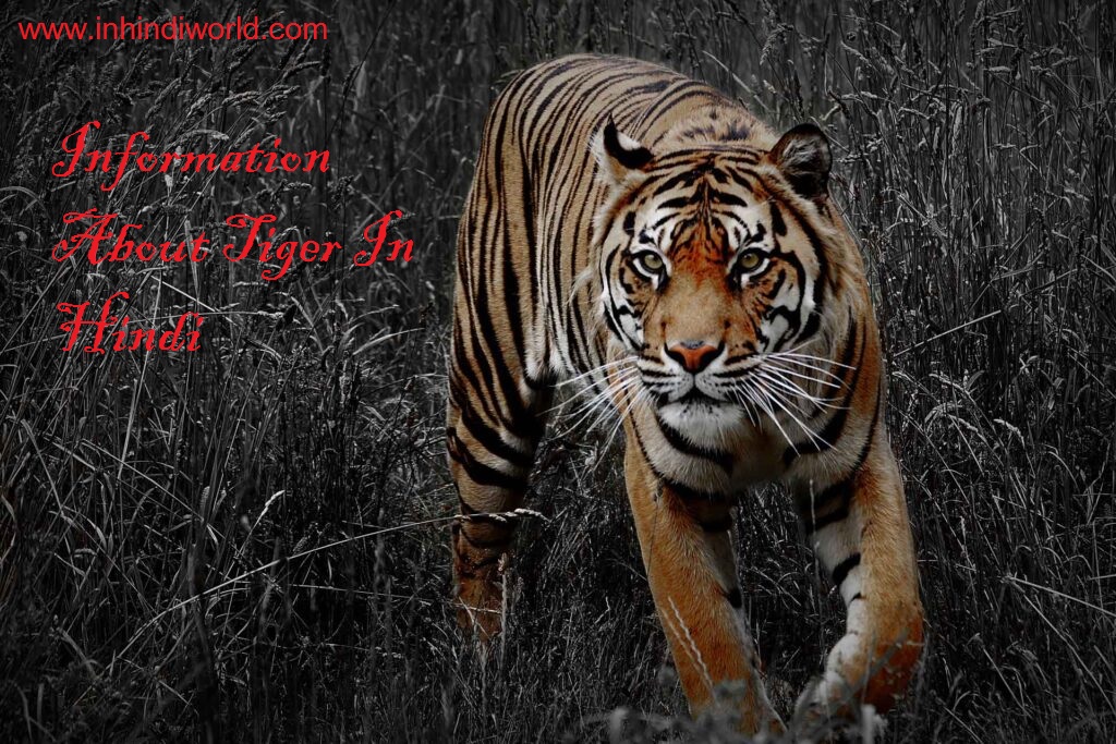 Information About Tiger In Hindi | बाघ के बारे में जानकारी