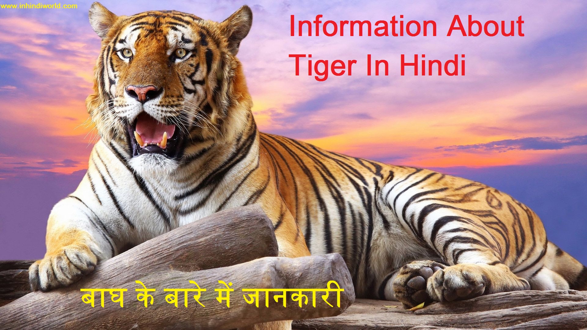 Information About Tiger In Hindi 