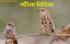गौरैया चिड़िया के बारे में जानकारी | Information About Sparrow In Hindi