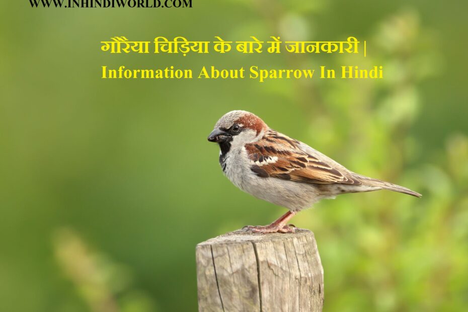 information-about-sparrow-in-hindi