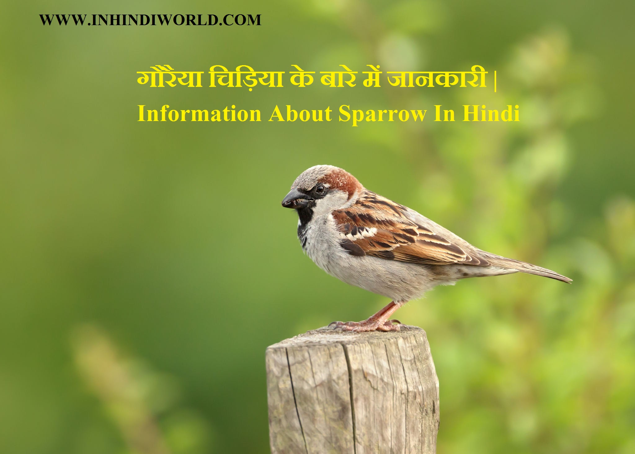 गौरैया चिड़िया के बारे में जानकारी | Information About Sparrow In Hindi